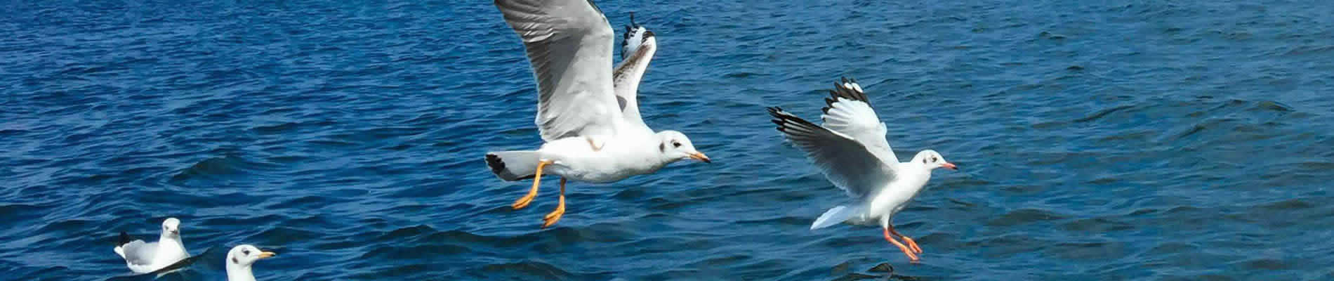 Dali is one of the most popular spots for independent travellers and hugely popular with those studying and working in southwest China. About 50 min by plane or 4-5 hrs by bus from Kunming (Yunnan's capital), Dali is considered by some the perfect place to relax in southwest China.