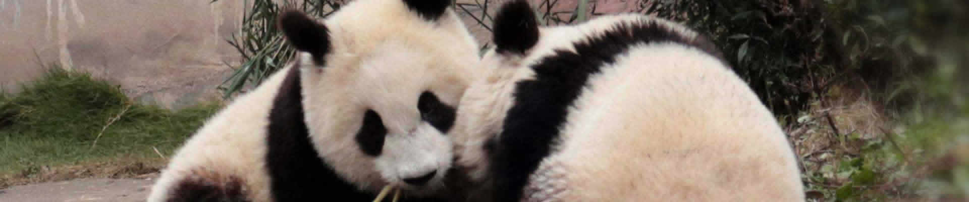 If you only have one day in Chengdu, you should definitly travel with our professional Chengdu local tour guide to enjoy a fun time with the Chinese National Treasure.