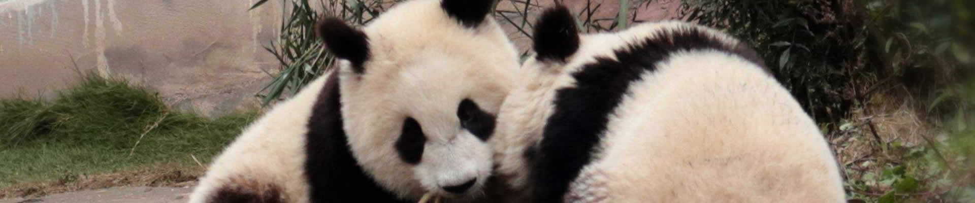 Discover Chengdu’s highlights in one day! Visit the Panda Base to see adorable pandas up close, then marvel at the majestic Leshan Giant Buddha. A perfect mix of nature and culture with expert guidance!