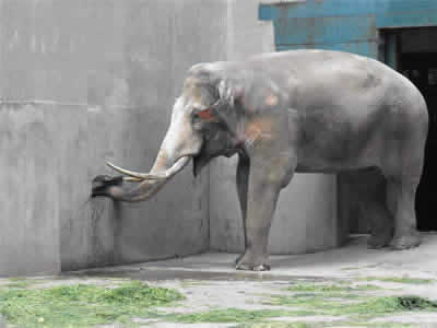 Chengdu Zoo