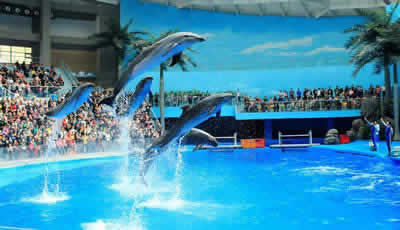 Chengdu Haichang Polar Ocean Park