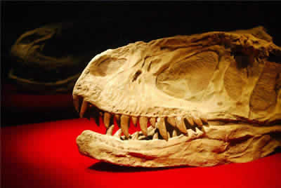 Dinosaur Museum Zigong