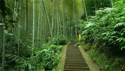 Yibin Bamboo Sea