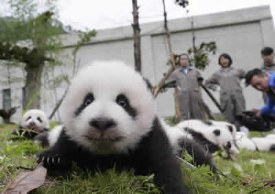 Wolong (Shenshuping) Panda base