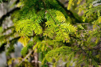 Jianyuan Virgin forest