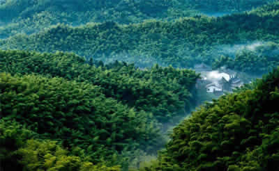 Shunan Bamboo Forest (Shunnan Zhuhai)