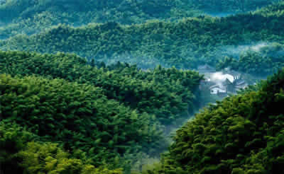 Shunan Bamboo Forest (Shunnan Zhuhai)