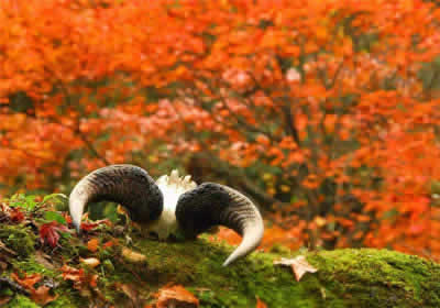 Tangjiahe National Nature Reserve