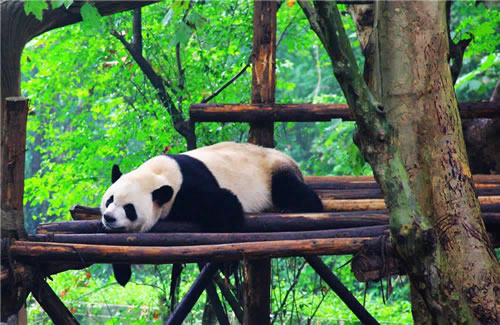 Dujiangyan Panda Base