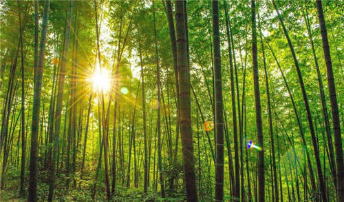 Southern Sichuan Bamboo Forest