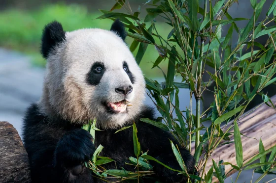 Wolong Panda Base: Everything You Need to Know About the Journey from Chengdu