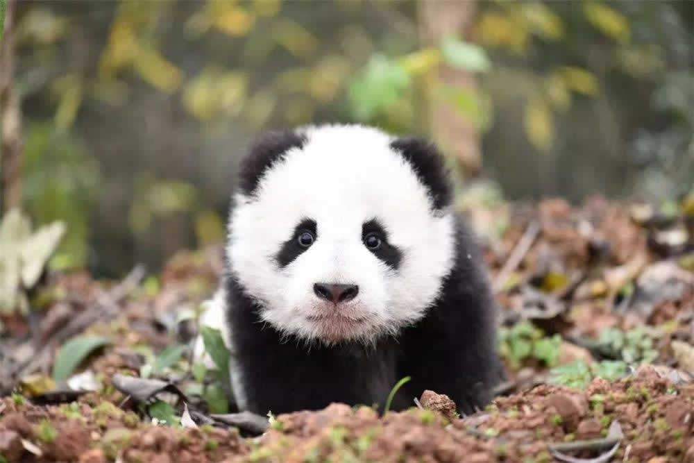 2 Days Inspiring Ya'an Beifengxia Panda Volunteer Experience Tour
