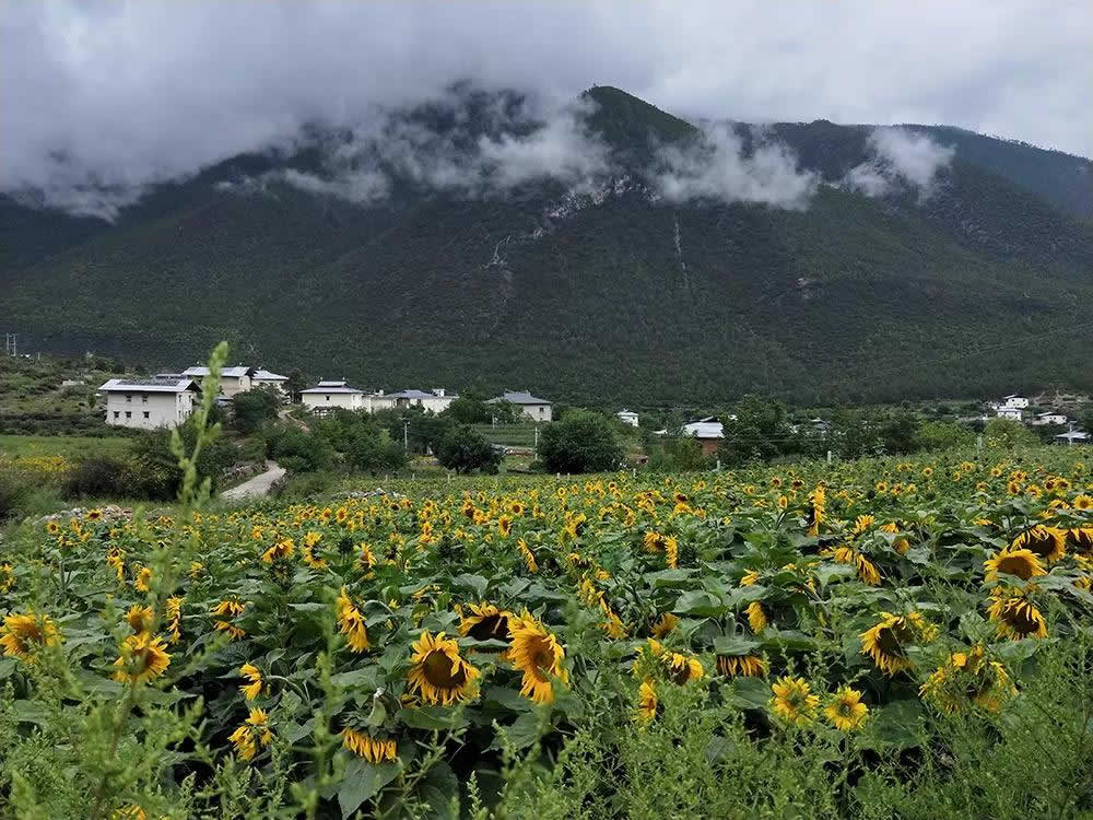 7 Days Yunnan Soul Purification Tour with Kunming Lijiang and Shangri-la