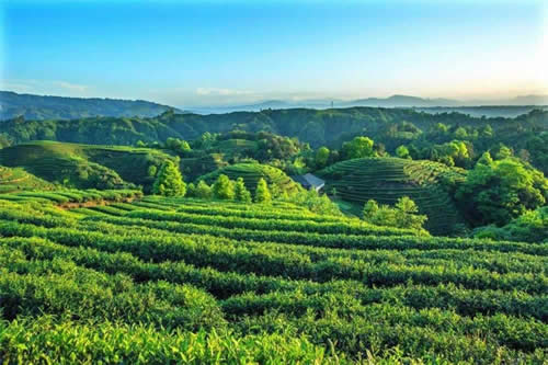 3-Day Sichuan Heritage Tour: Tea Culture, Pandas, and the Leshan Giant Buddha
