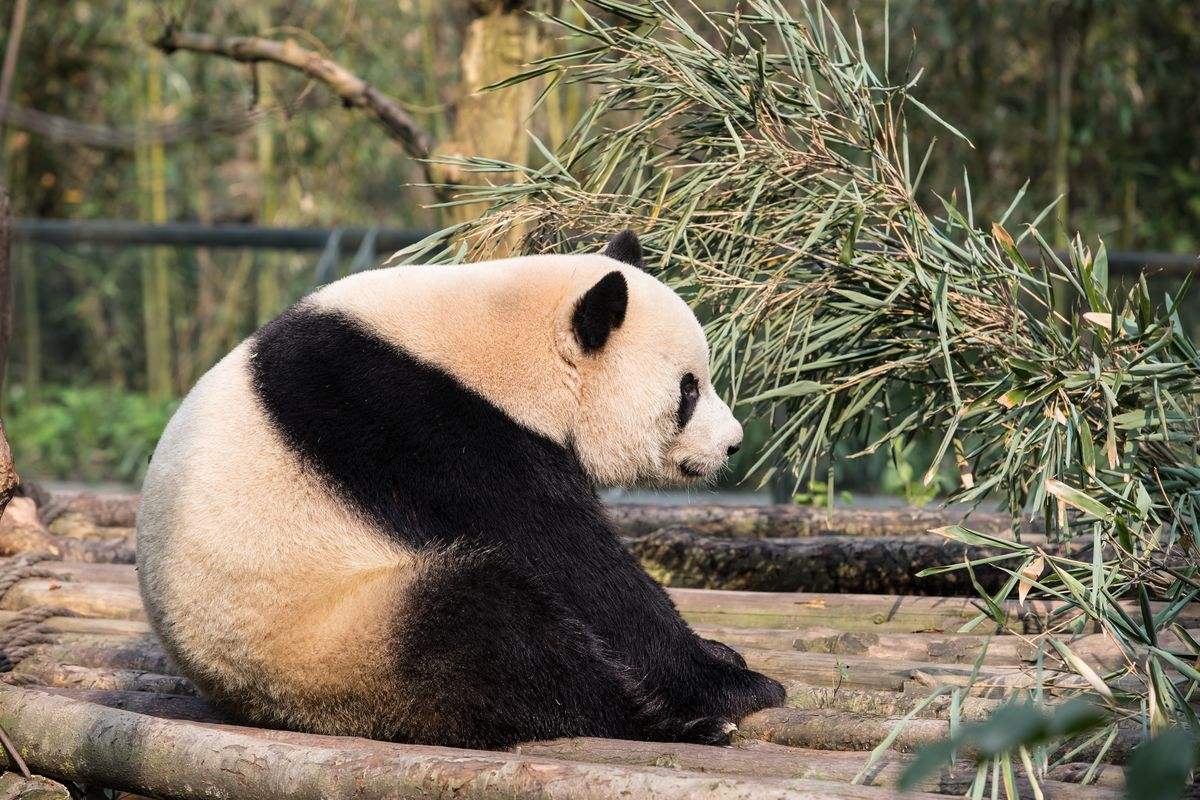 Panda.jpg