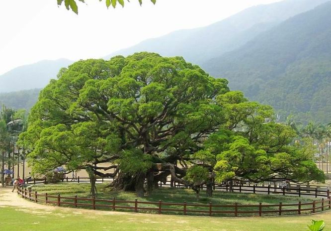 Big_Banyan_Tree.jpg