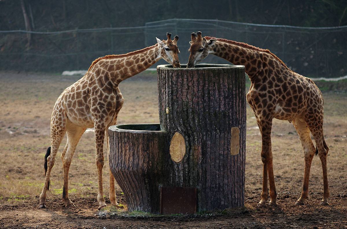 Chongqing_Zoo_1.jpg