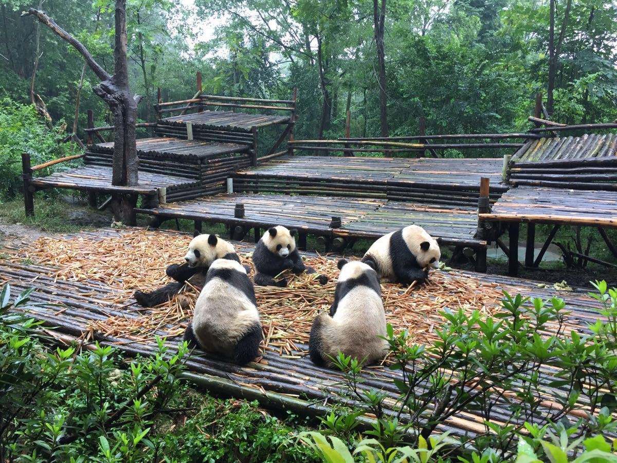 Chengdu Giant Panda Breeding Center Opening Hours Transportation 