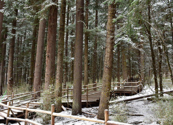 Jiuzhaigou Forest.png