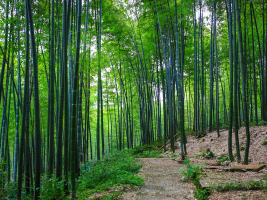 Shunan Bamboo Forest.png