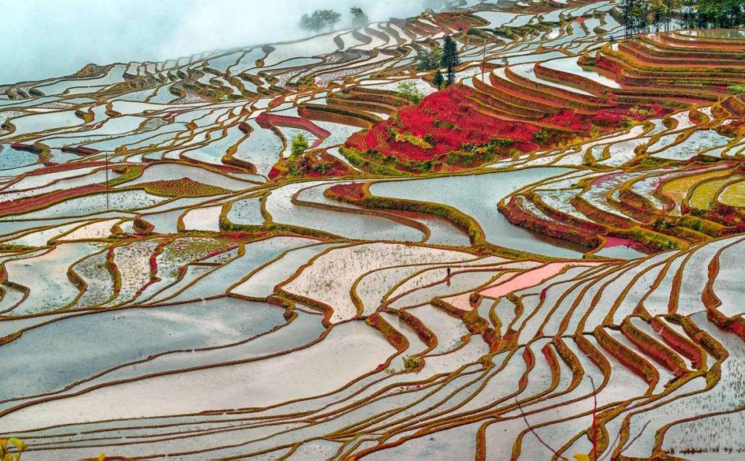 Bada_Hani_Rice_Terrace.jpg