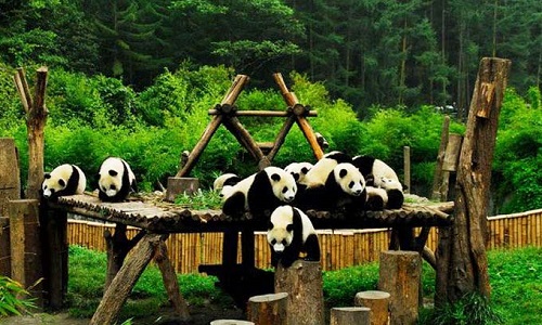 Wolong-Panda-Base-Tour