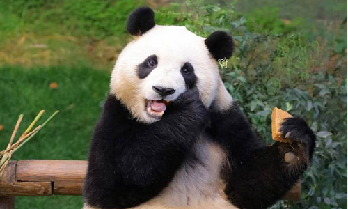 Panda-Volunteer-Tour