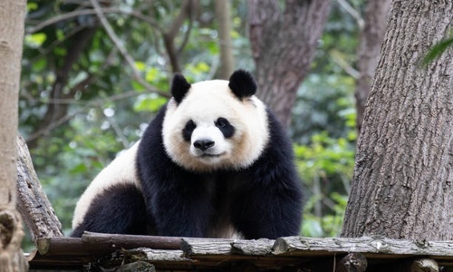 Chengdu-Panda-Base