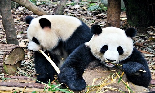 Chengdu-Research-Base-of-Giant-Panda-Breeding-Tour