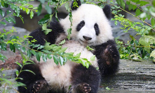 Panda Panda