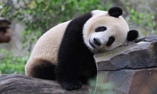 Panda-Chengdu Panda-Chengdu