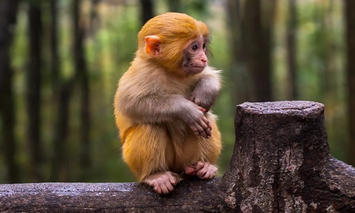 monkey-zjj
