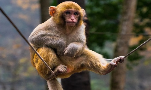zjj-monkey