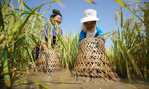 Fish-Catching-in-the-Rice-Fields