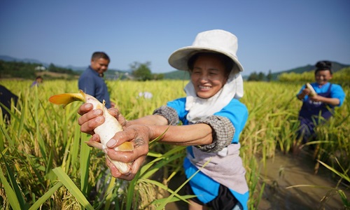 Fish-Catching-in-the-Rice-Fields2