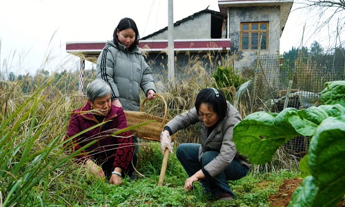 Vegetable-Picking-in-a-Farm-Garden