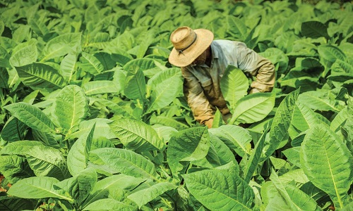 Local-Tobacco-Farm
