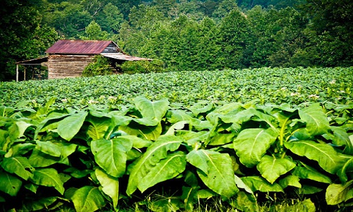 Local-Tobacco-Farm-Shizong