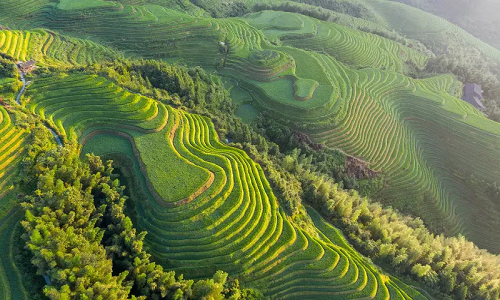 Longji-Terraces