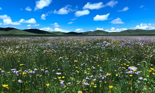 Ruoergai-Grassland1