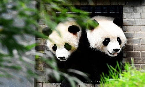 Chengdu-Giant-Panda-Base