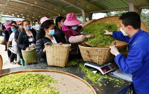 a-local-tea-house