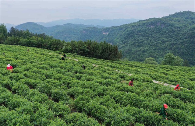 Tea-Picking-1
