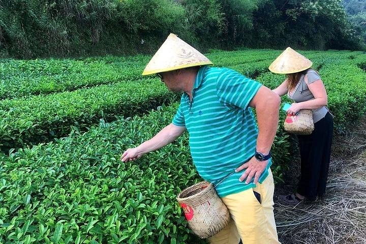 Tea-Picking