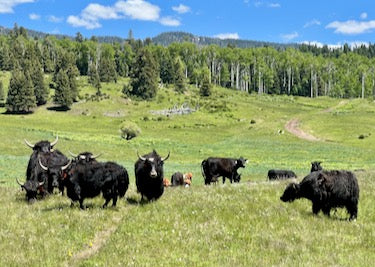 grazing-yak