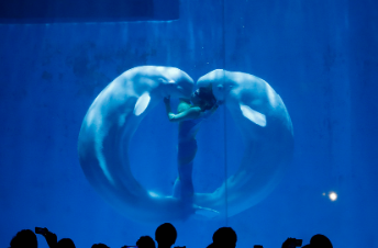 Harbin-Pole-Aquarium