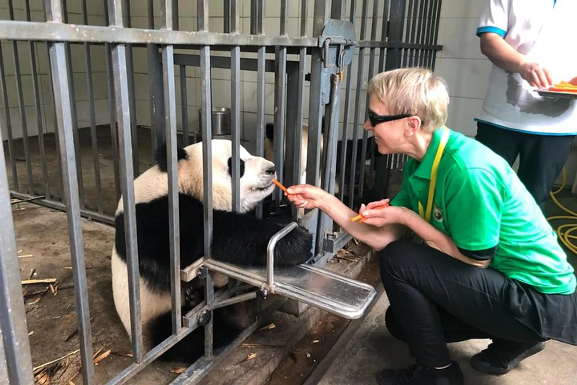 dujiangyan-panda-base-volunteer-experience-trip