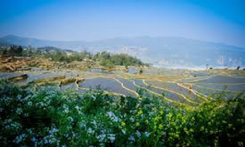 Aichun-Blue-Rice-Terraces