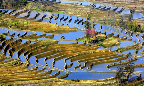 Bada-Rice-Terraces-Yunnan