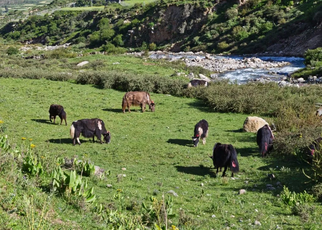 Yaks-on-the-field Yaks-on-the-field